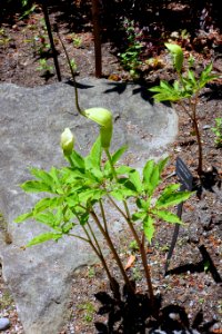 Arisaema tortuosum - VanDusen Botanical Garden - Vancouver, BC - DSC07083
