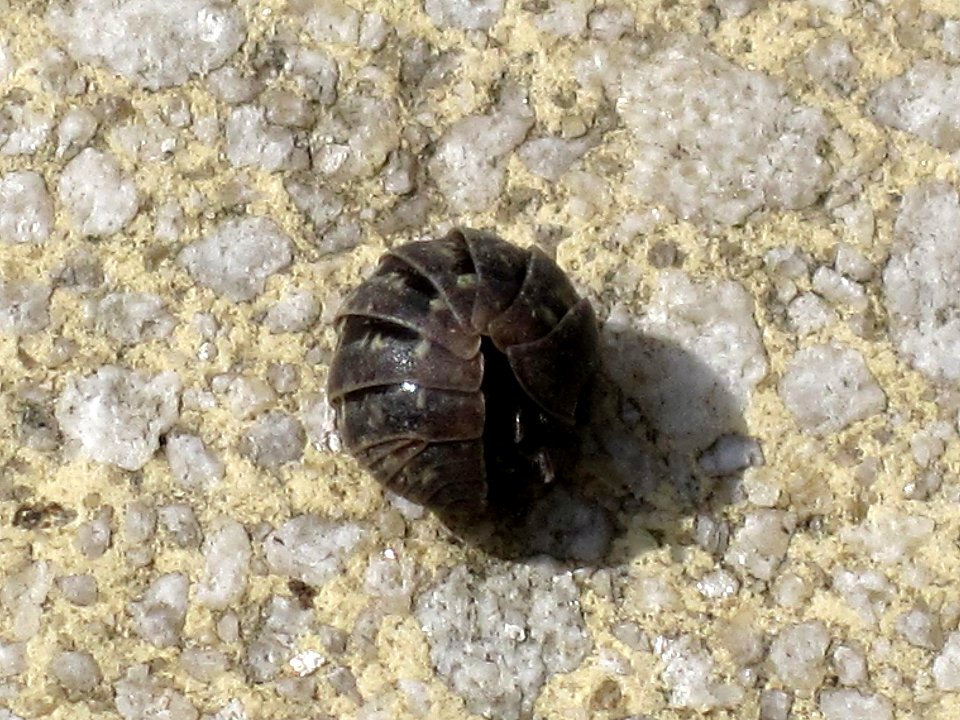 Armadillidium vulgare (common pill woodlouse), Arnhem , the Netherlands