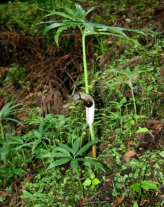 Arisaema thunbergii or Arisaema urashima in Mount Ryozen 2011-06-04