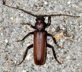 Arhopalus-rusticus-02-fws