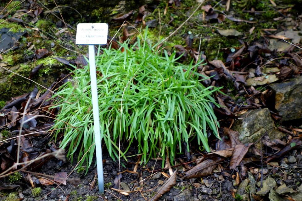 Armeria duriaei - Botanischer Garten, Dresden, Germany - DSC08657