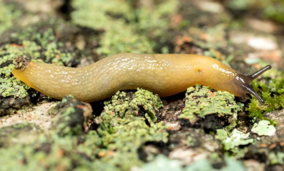 Arion intermedius 4988925