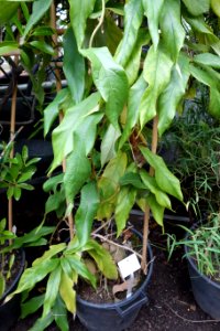 Aristolochia westlandii - Botanischer Garten, Dresden, Germany - DSC08449