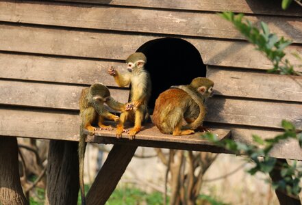 Monkey animal zoo