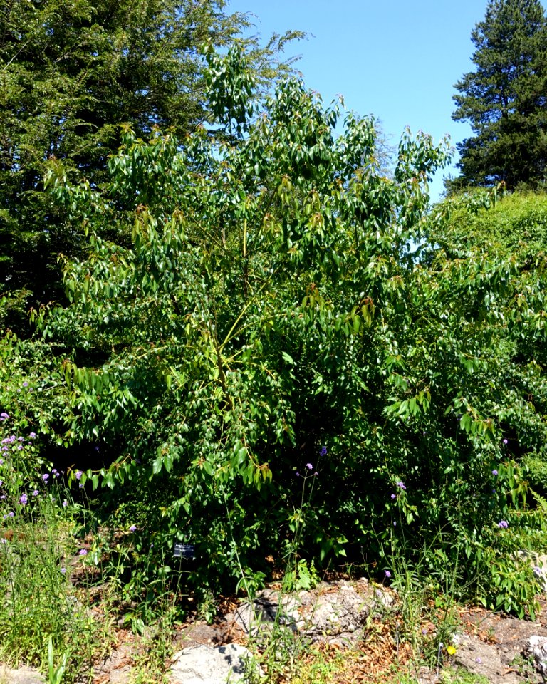 Aristotelia chilensis - VanDusen Botanical Garden - Vancouver, BC - DSC07406