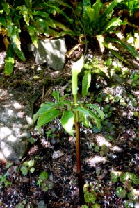 Arisaema tortuosum - VanDusen Botanical Garden - Vancouver, BC - DSC07082