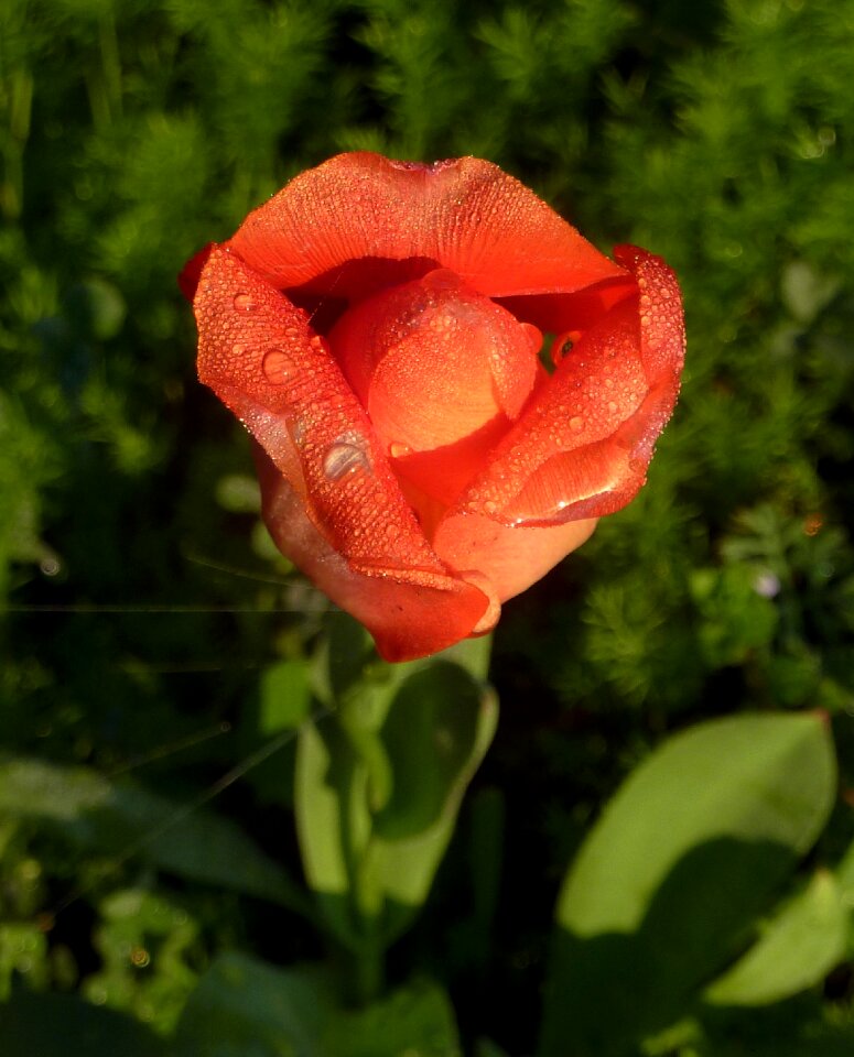 Nature rod petals