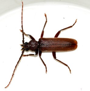 Arhopalus-rusticus-01-fws