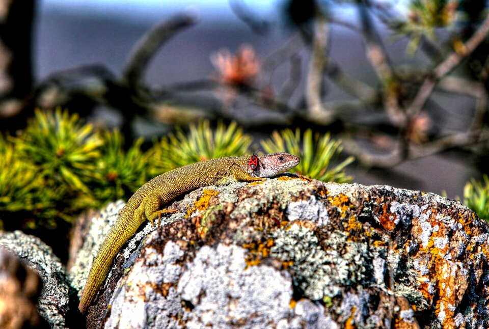 Podyjí national park lizard lizard and beetle