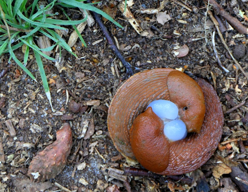 Arion vulgaris - Spanische Wegschnecke