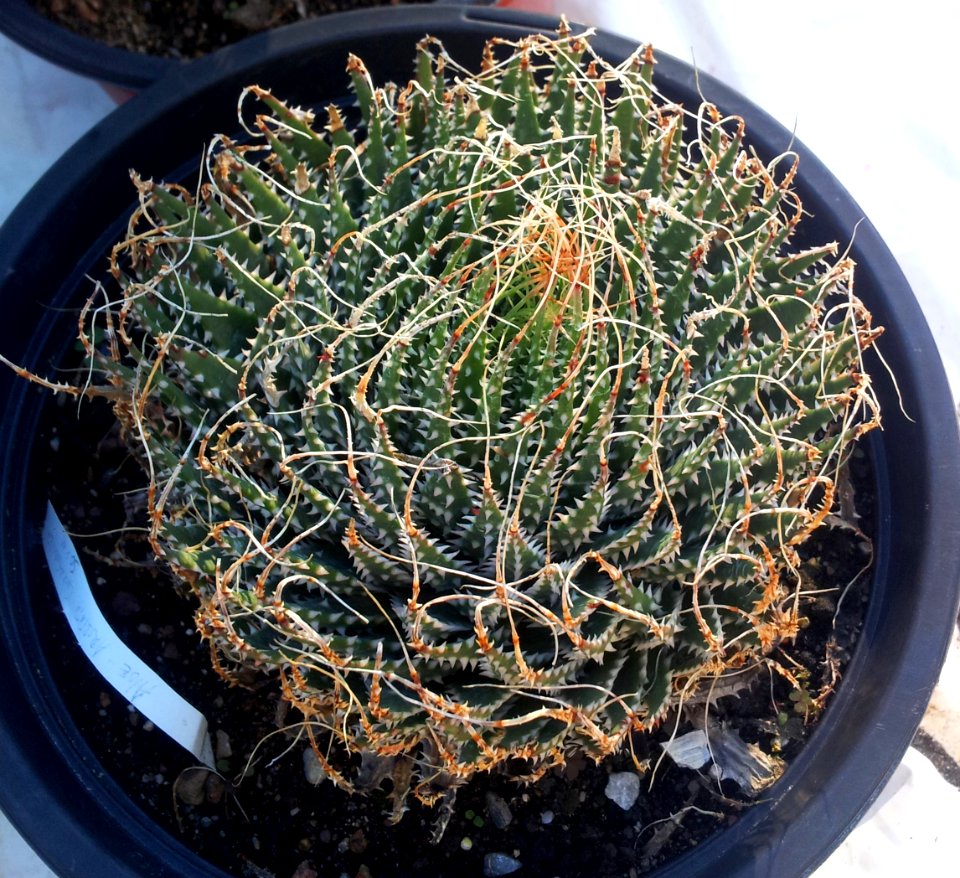 AristAloe aristata - sutherland variety
