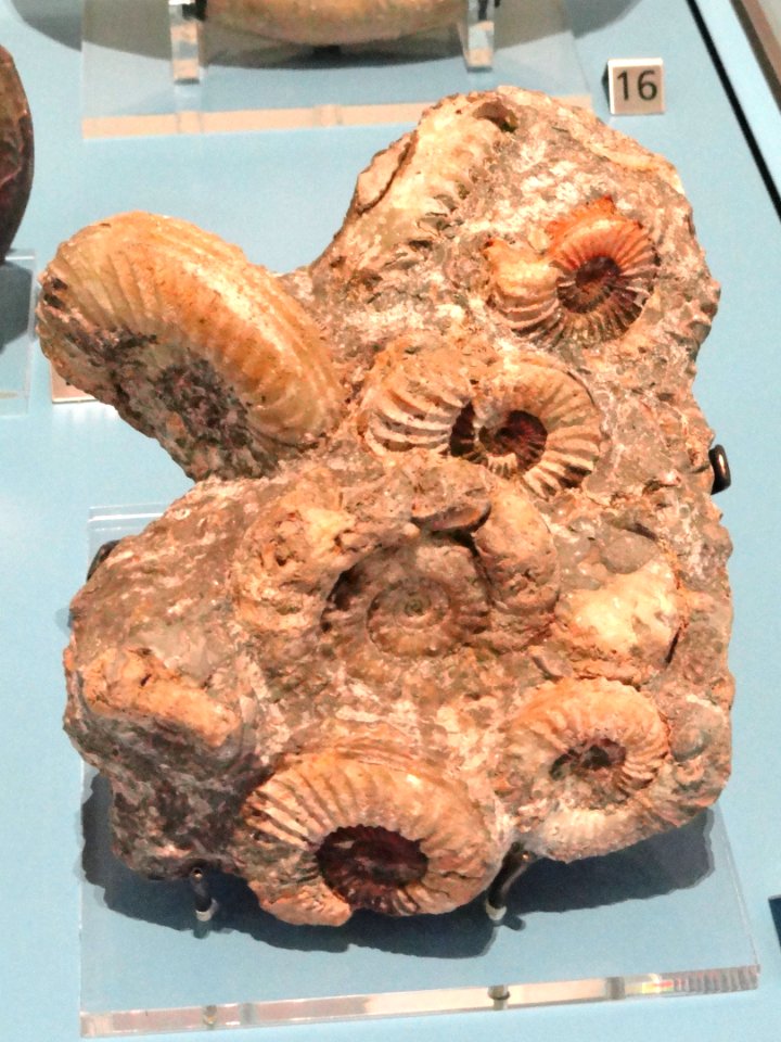Arietites brookei, Lyme Regis, England, Early Jurassic - Royal Ontario Museum - DSC09942
