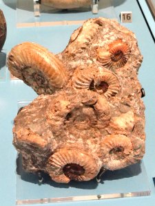 Arietites brookei, Lyme Regis, England, Early Jurassic - Royal Ontario Museum - DSC09942