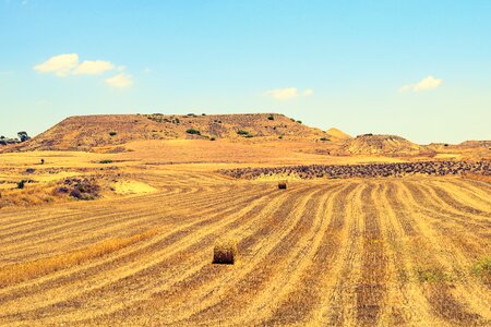 Rural farmland golden