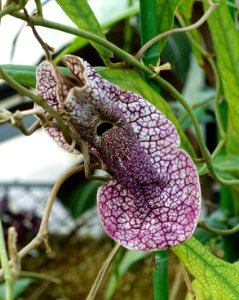 Aristolochia westlandii - Shinjuku Gyo-en Greenhouse - Tokyo, Japan - DSC05965
