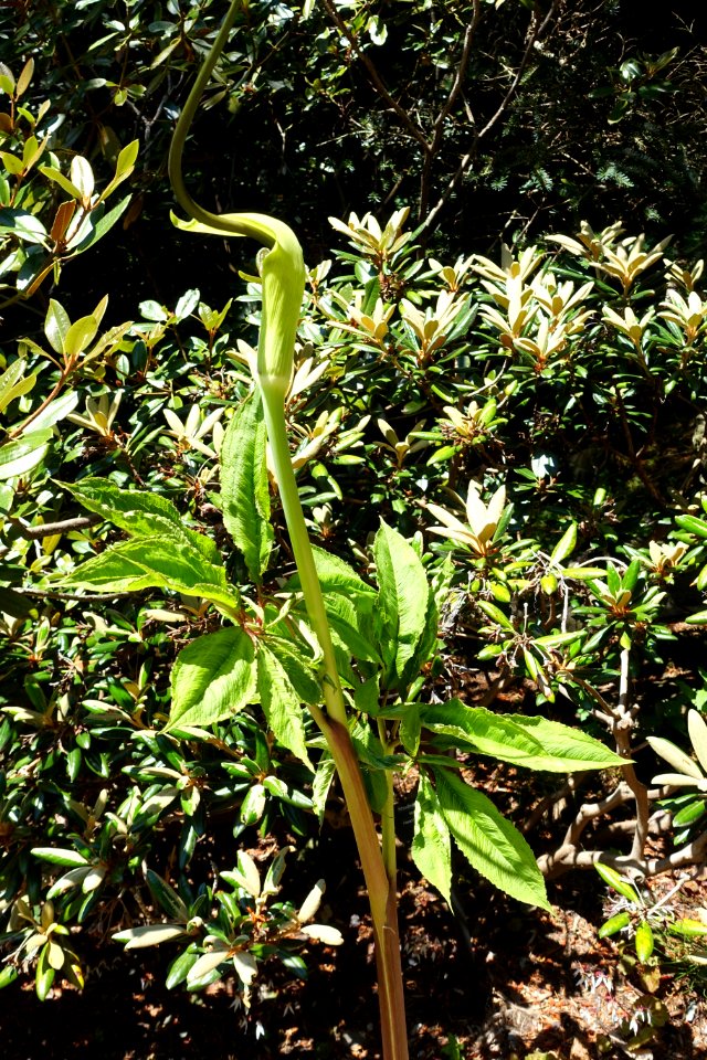 Arisaema tortuosum - VanDusen Botanical Garden - Vancouver, BC - DSC07090