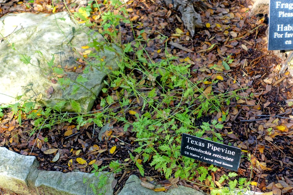 Aristolochia reticulata - Zilker Botanical Garden - Austin, Texas - DSC09023
