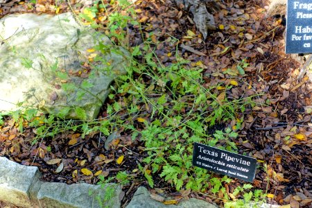 Aristolochia reticulata - Zilker Botanical Garden - Austin, Texas - DSC09023