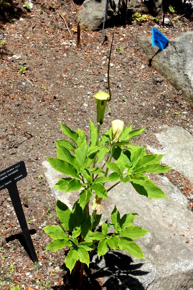 Arisaema tortuosum - VanDusen Botanical Garden - Vancouver, BC - DSC07088