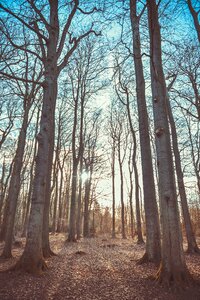 Forest leaves trees
