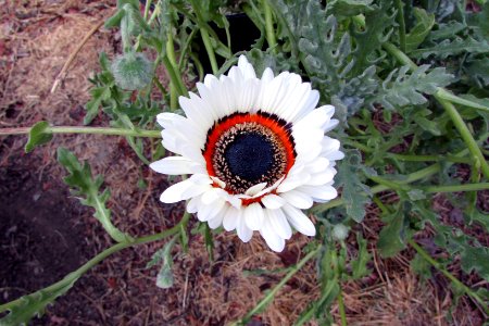 Arctotis fastuosa 6658