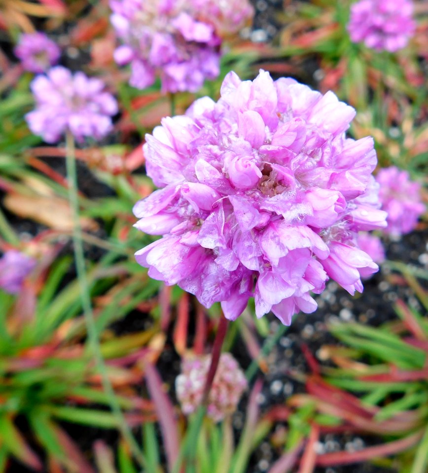 Armeria pseudarmeria ballerina lilac