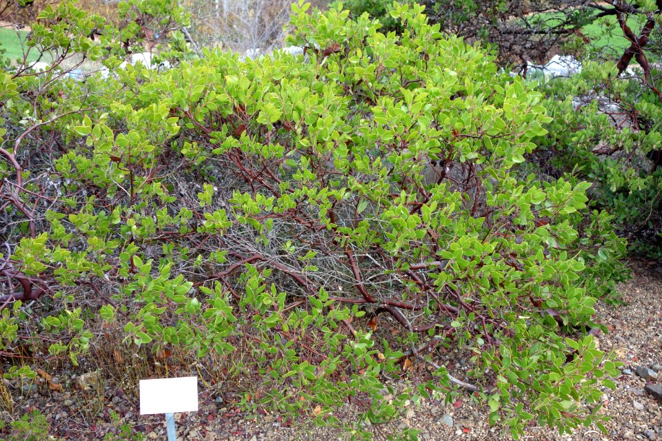 Arctostaphylos stanfordiana - Regional Parks Botanic Garden, Berkeley, CA - DSC04354