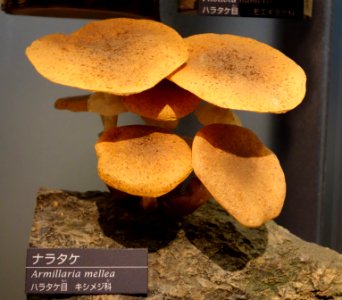 Armillaria mellea - National Museum of Nature and Science, Tokyo - DSC06851 photo