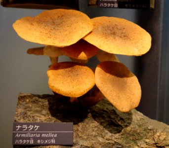 Armillaria mellea - National Museum of Nature and Science, Tokyo - DSC06851