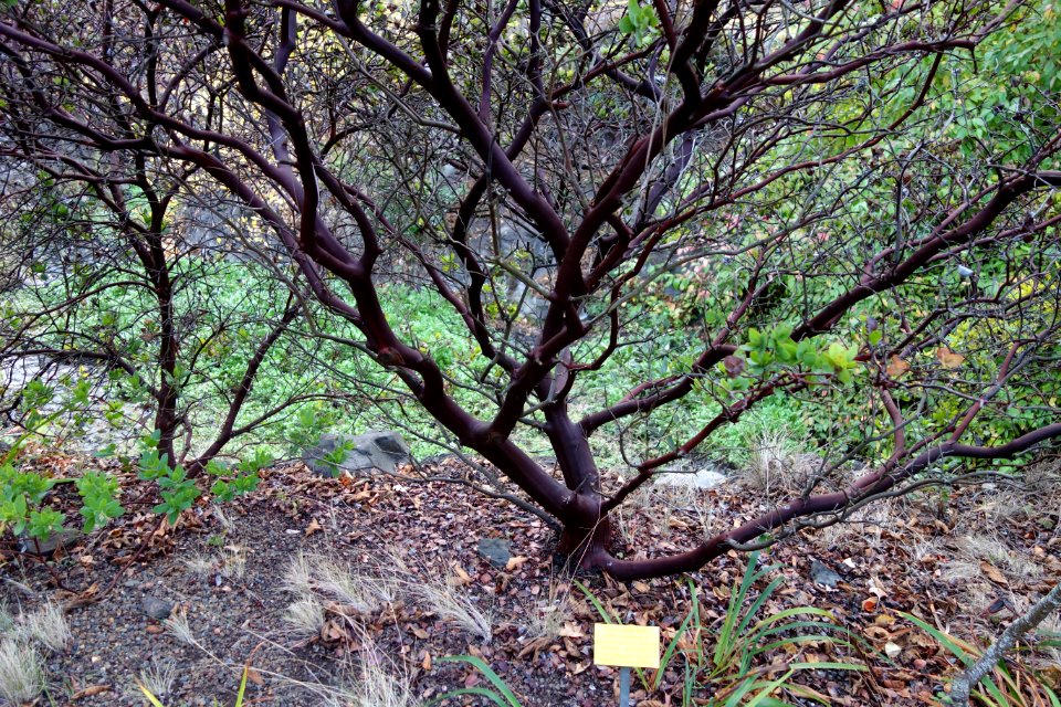 Arctostaphylos pallida - Regional Parks Botanic Garden, Berkeley, CA - DSC04533