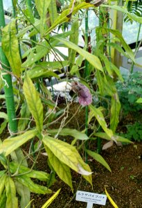 Aristolochia westlandii - Shinjuku Gyo-en Greenhouse - Tokyo, Japan - DSC05963