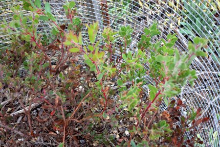 Arctostaphylos nissenana - Regional Parks Botanic Garden, Berkeley, CA - DSC04335