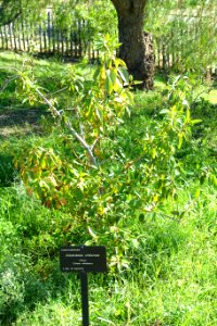 Aristotelia chilensis - Jardín Botánico de Barcelona - Barcelona, Spain - DSC09274