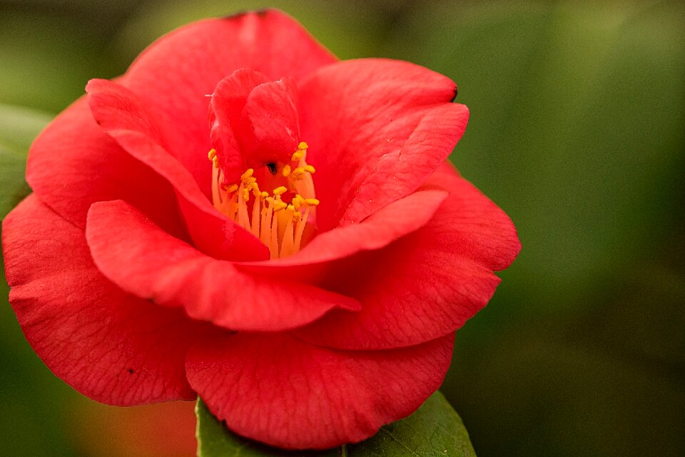 Mallow red plant photo