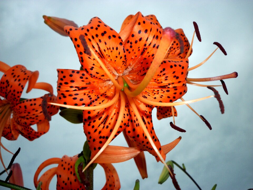 Flower beautiful stamen