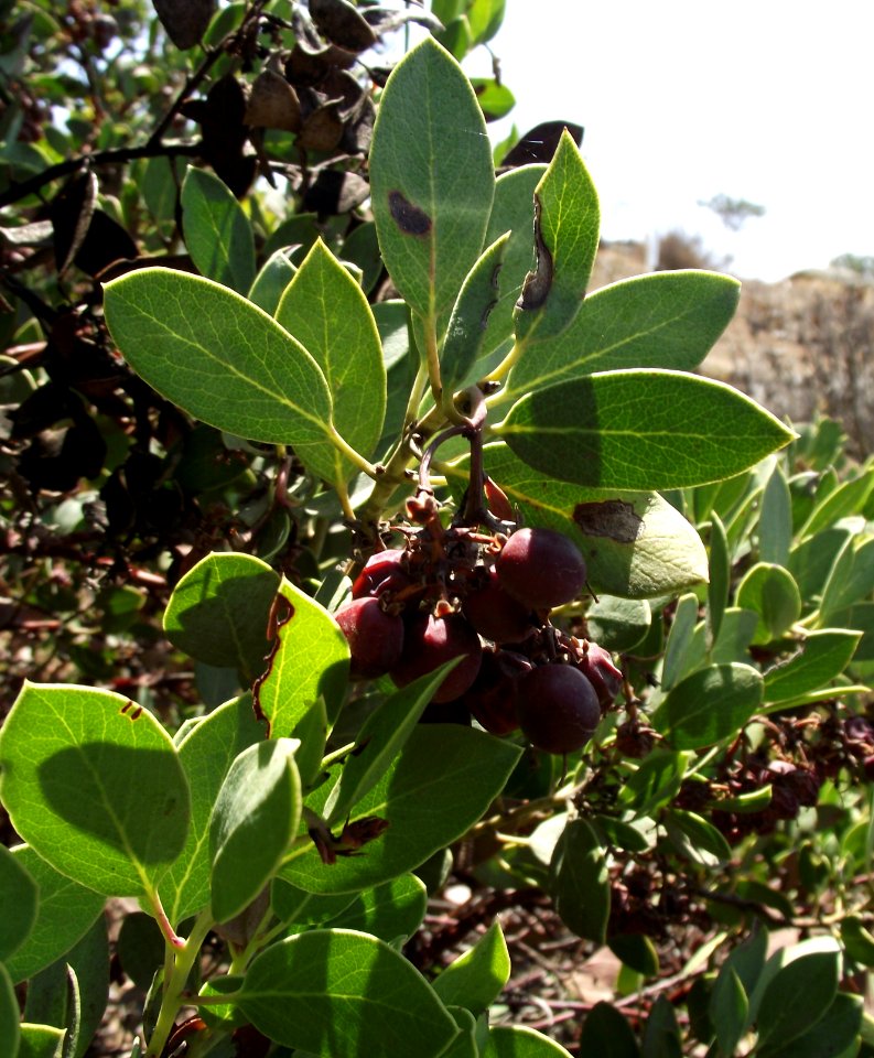 Arctostaphylos rainbowensis 2