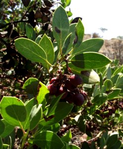 Arctostaphylos rainbowensis 2