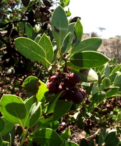 Arctostaphylos rainbowensis 2 photo