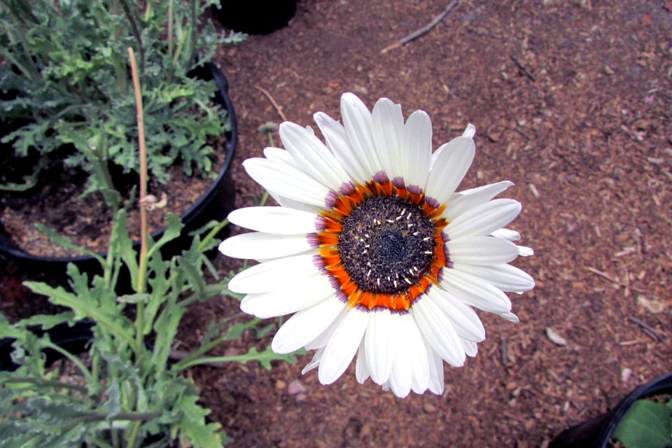Arctotis fastuosa - Cape-daisy IMG 5568
