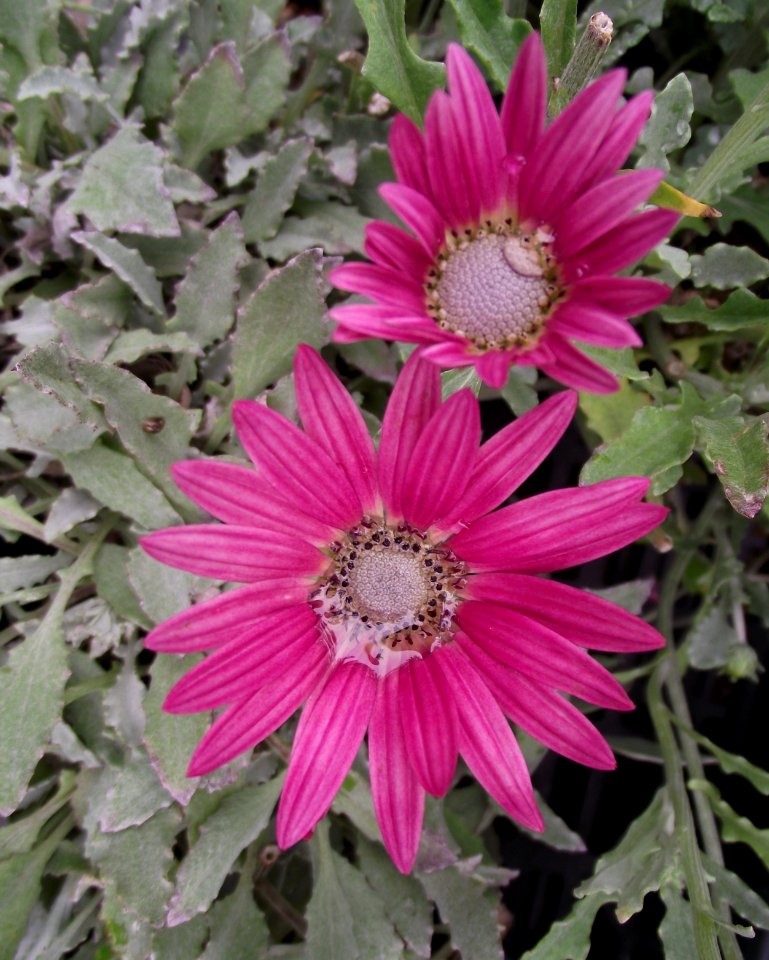 Arctotis 'ruby creeper'