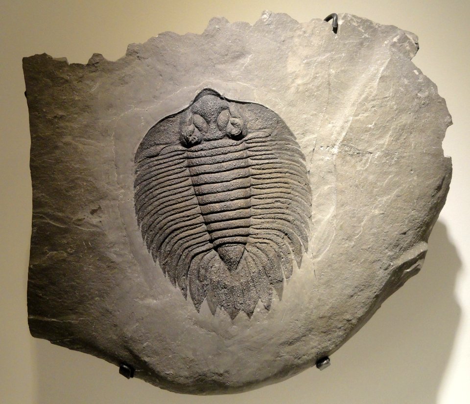 Arctinurus boltoni, Middle Silurian, Rochester Shale, Niagara County, New York, USA - Houston Museum of Natural Science - DSC01577