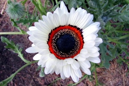 Arctotis fastuosa 6662