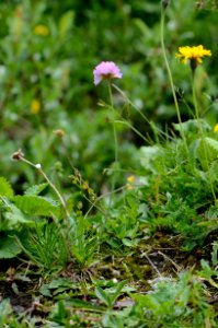 Armeria alpina1