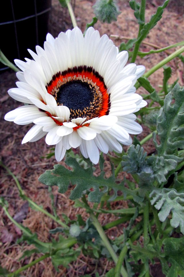 Arctotis fastuosa 6664