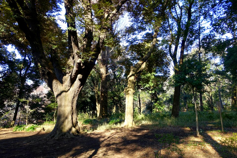 Arisugawa-no-miya Memorial Park - DSC06864