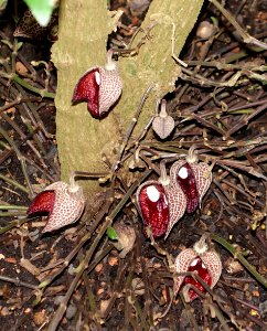 Aristolochia arborea (Aristolochia salvadorensis) - Botanischer Garten - Heidelberg, Germany - DSC01254