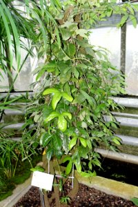 Aristolochia trilobata (Aristolochia macroura Gomes) - Botanischer Garten - Heidelberg, Germany - DSC01283