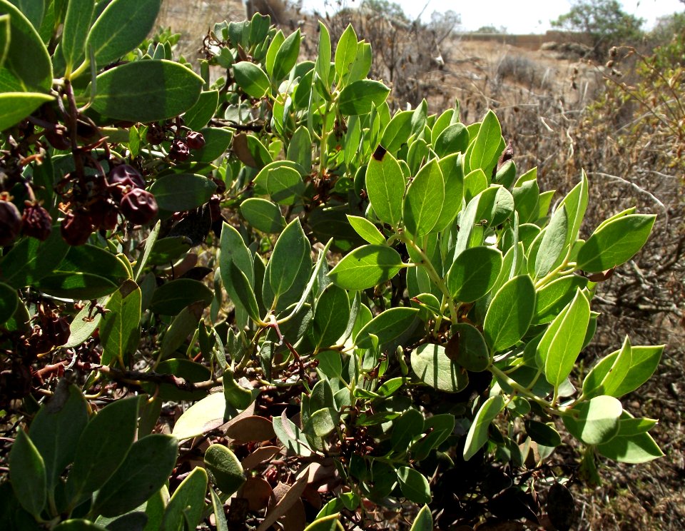 Arctostaphylos rainbowensis