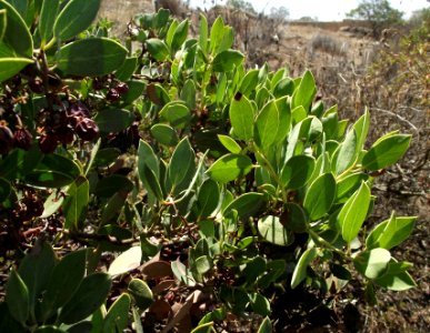 Arctostaphylos rainbowensis