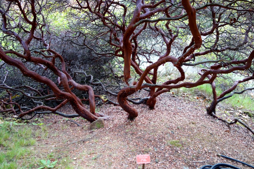 Arctostaphylos purissima - Regional Parks Botanic Garden, Berkeley, CA - DSC04562